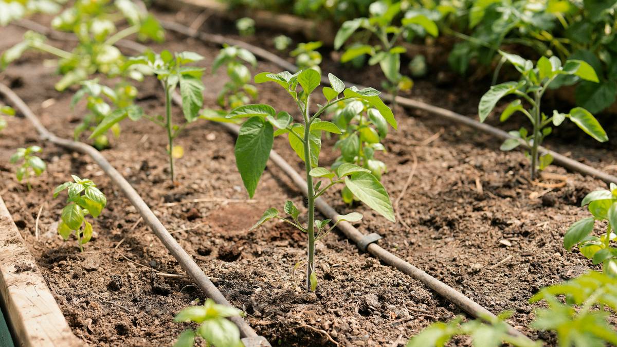 Hand-digging into moist garden soil beside a coiled soaker hose, showing 6-inch deep dampness — watering system soaker hose how long